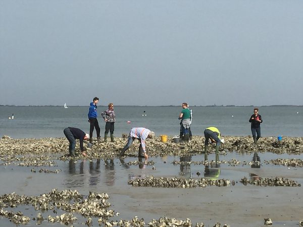 Eco_oester-_experience