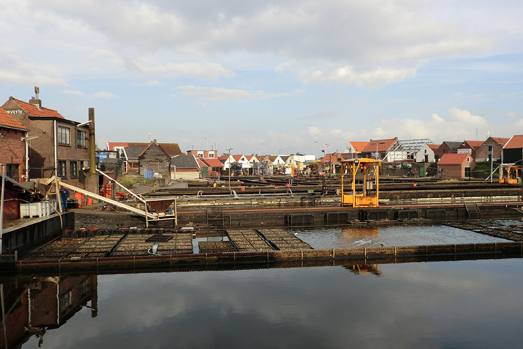 Hemelvaart in Zeeland wandelen langs oesterputten Yerseke