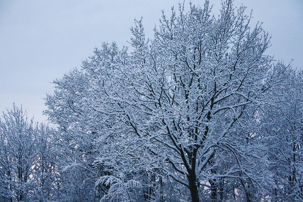 Weihnachtsferien in Zeeland in einem Ferienhaus in der winterlichen Natur