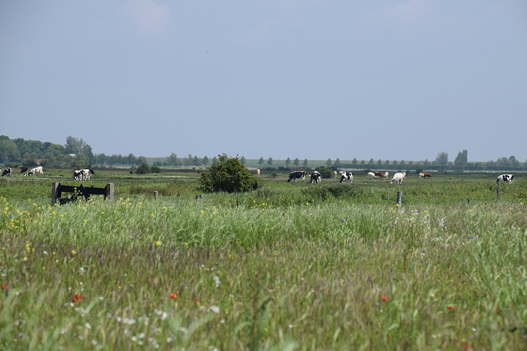 Mosselrock Festival Yerseke Zeeland Landschaft auf dem Weg jpg