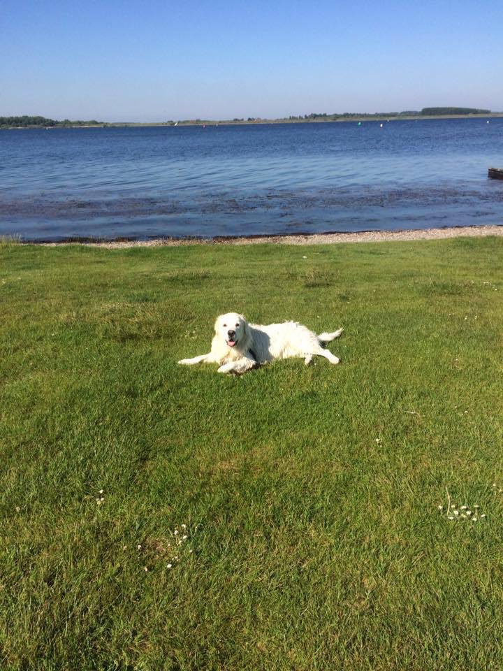 Noord Beveland vakantie met hond in Zeeland zwemmen bij Veerse Meer