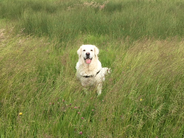 Vakantie in Zeeland met uw hond wandelen in de natuur van Zuid Beveland
