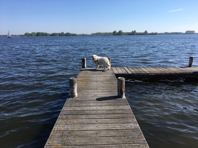 Vakantie in Zeeland met uw hond zwemmen en wandelen langs het Veerse Meer