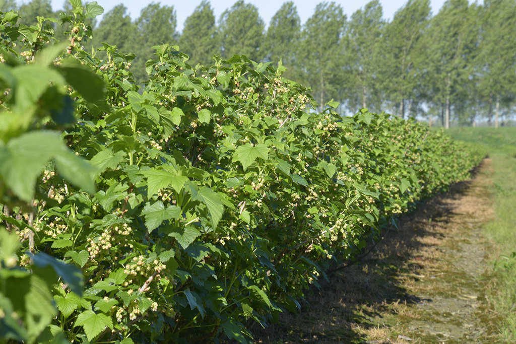 Vakantie naar Zuid Beveland - Bessen Fruitgebieden - Blue Green Holiday