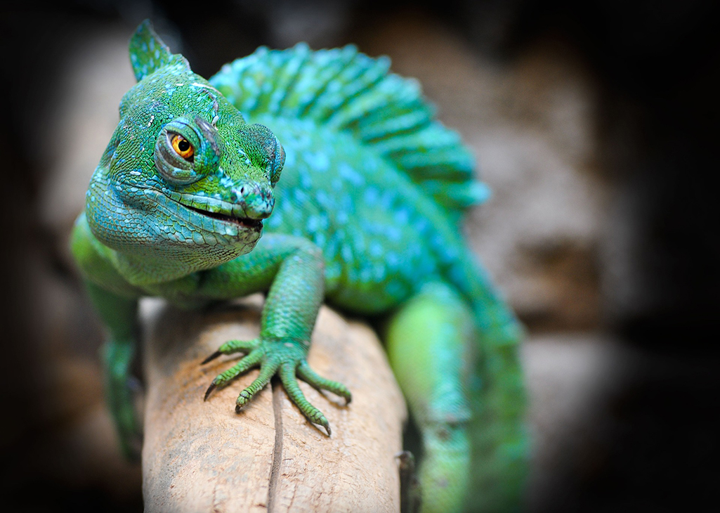 Vlissingen Iguana reptielen opvang bezoeken tijdens uw vakantie bij Blue Green Holiday