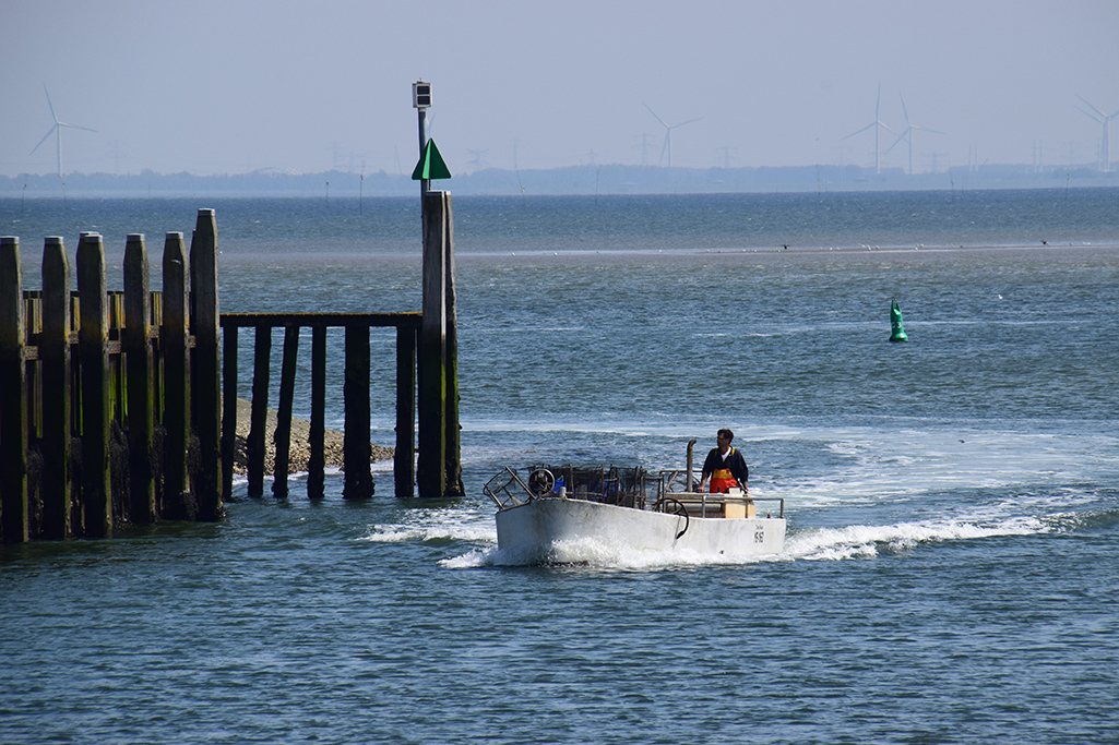 Zeilen in Zeeland Oosterschelde