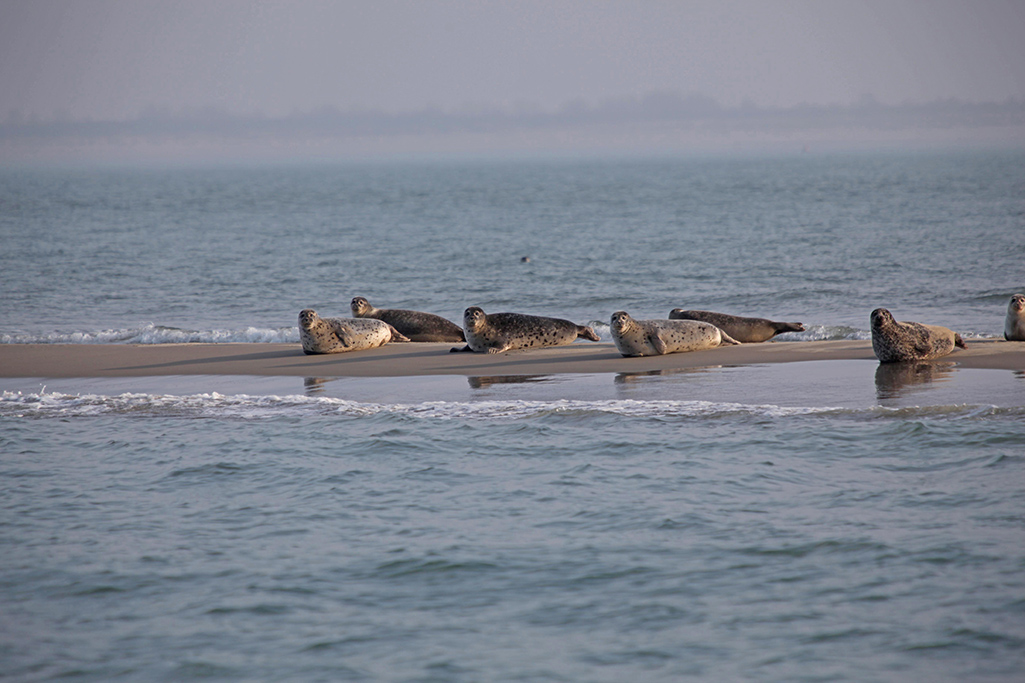Zeilen in Zeeland zeehonden in de Oosterschelde