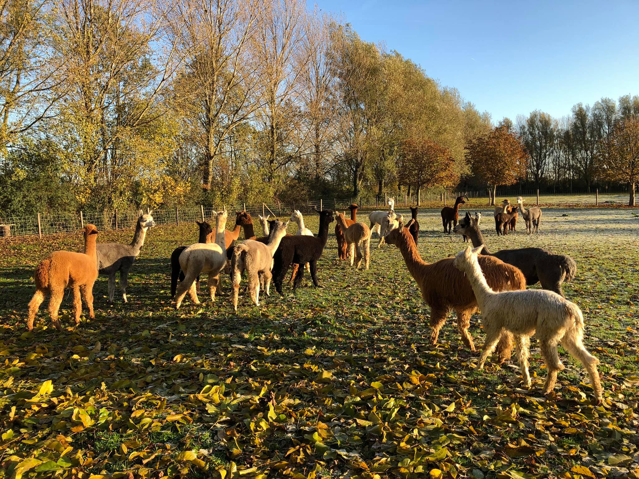alpaca