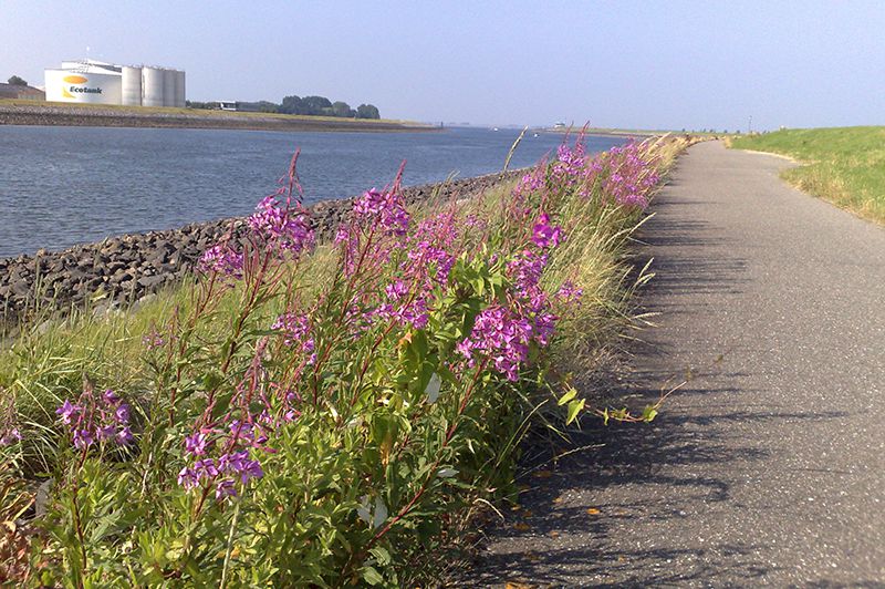 blue green holiday wemeldinge kanaal