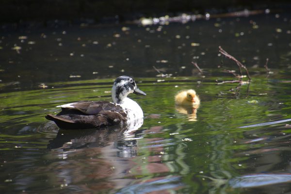 vakantie-naar-Zuid-Beveland-moedereend-met-kind-in-natuur-tijdens-wandelen-Blue-Green-Holiday