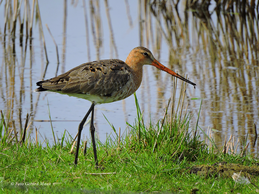 voorjaarsvakantie Zeeland vakantiehuisjes vogel in natuur