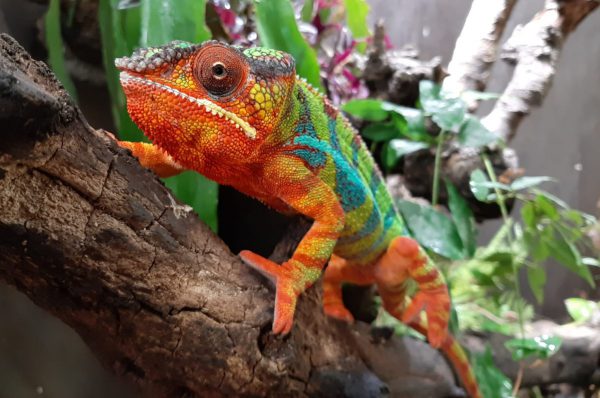 berkenhof tropical zoo